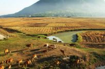 Nét thanh bình của miền quê Phú Yên trong "Tôi thấy hoa vàng trên cỏ xanh"